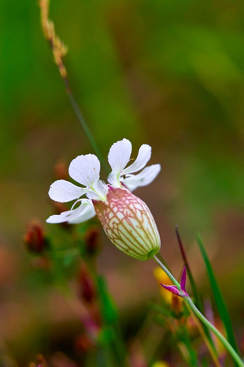 Silene a un fiore 12