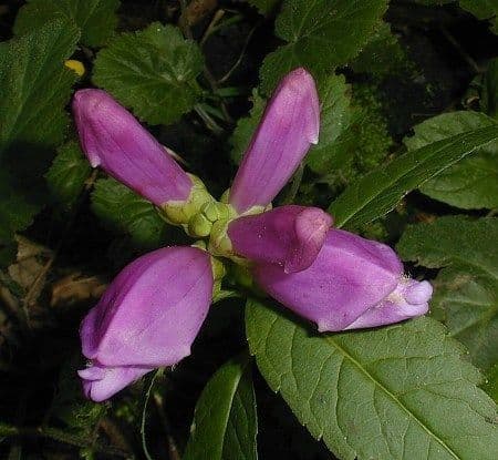 Chelone 4