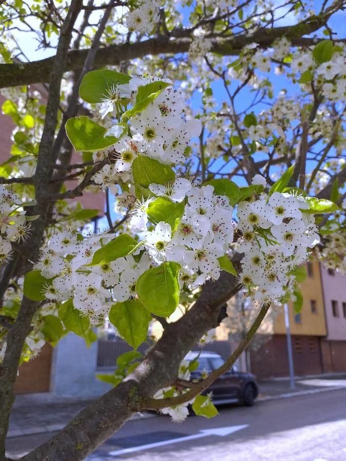 Pero di Callery 9