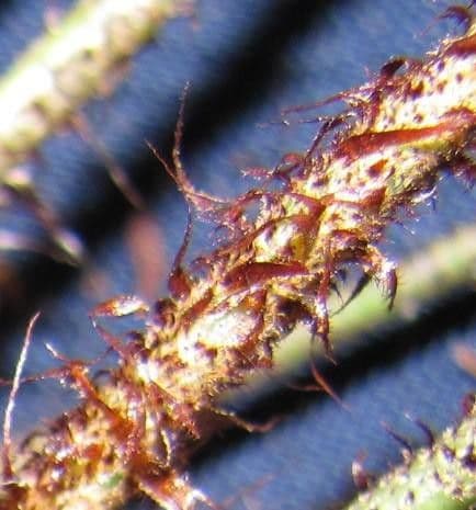 Elaphoglossum