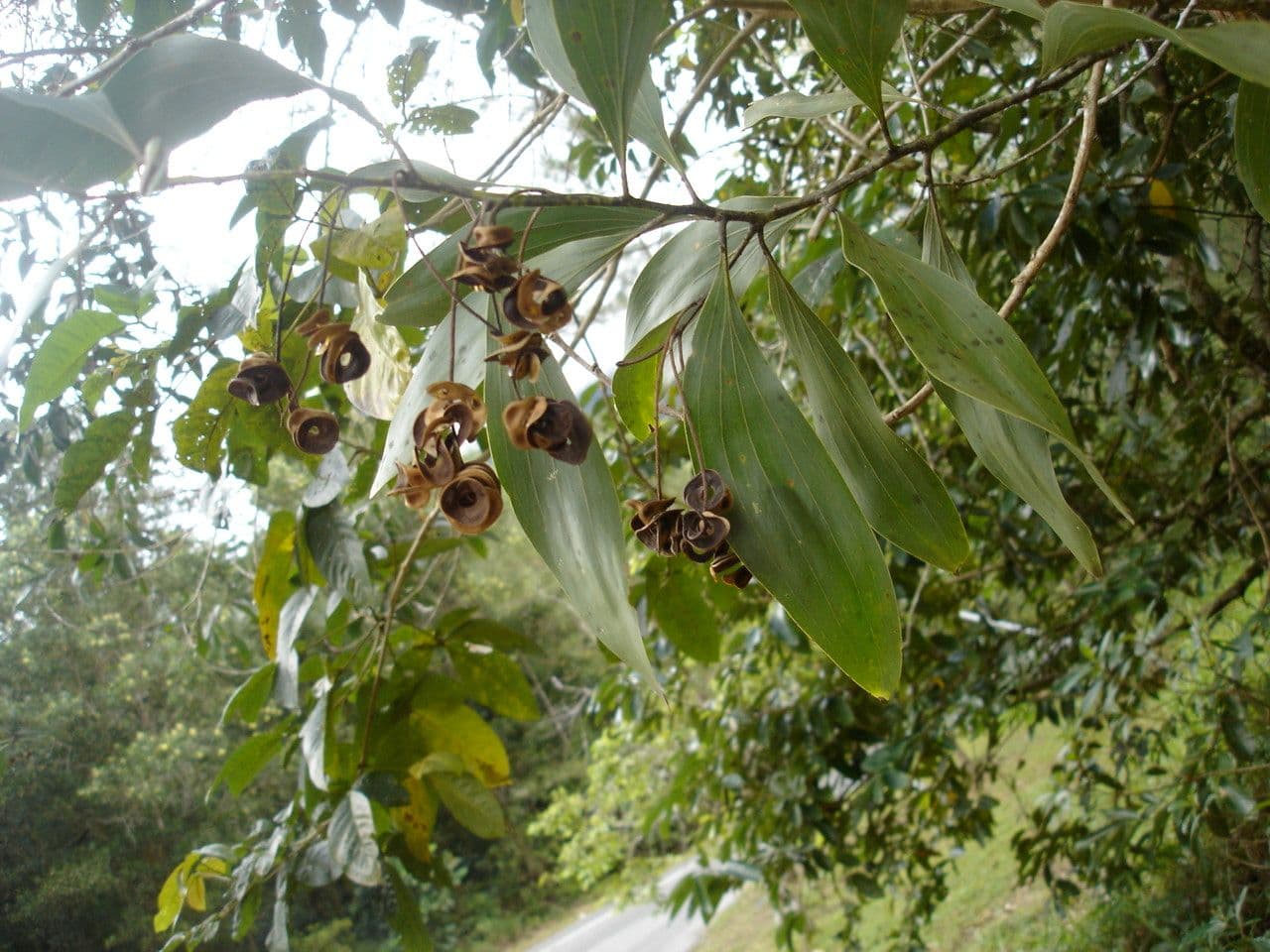 Akacja mangium 15