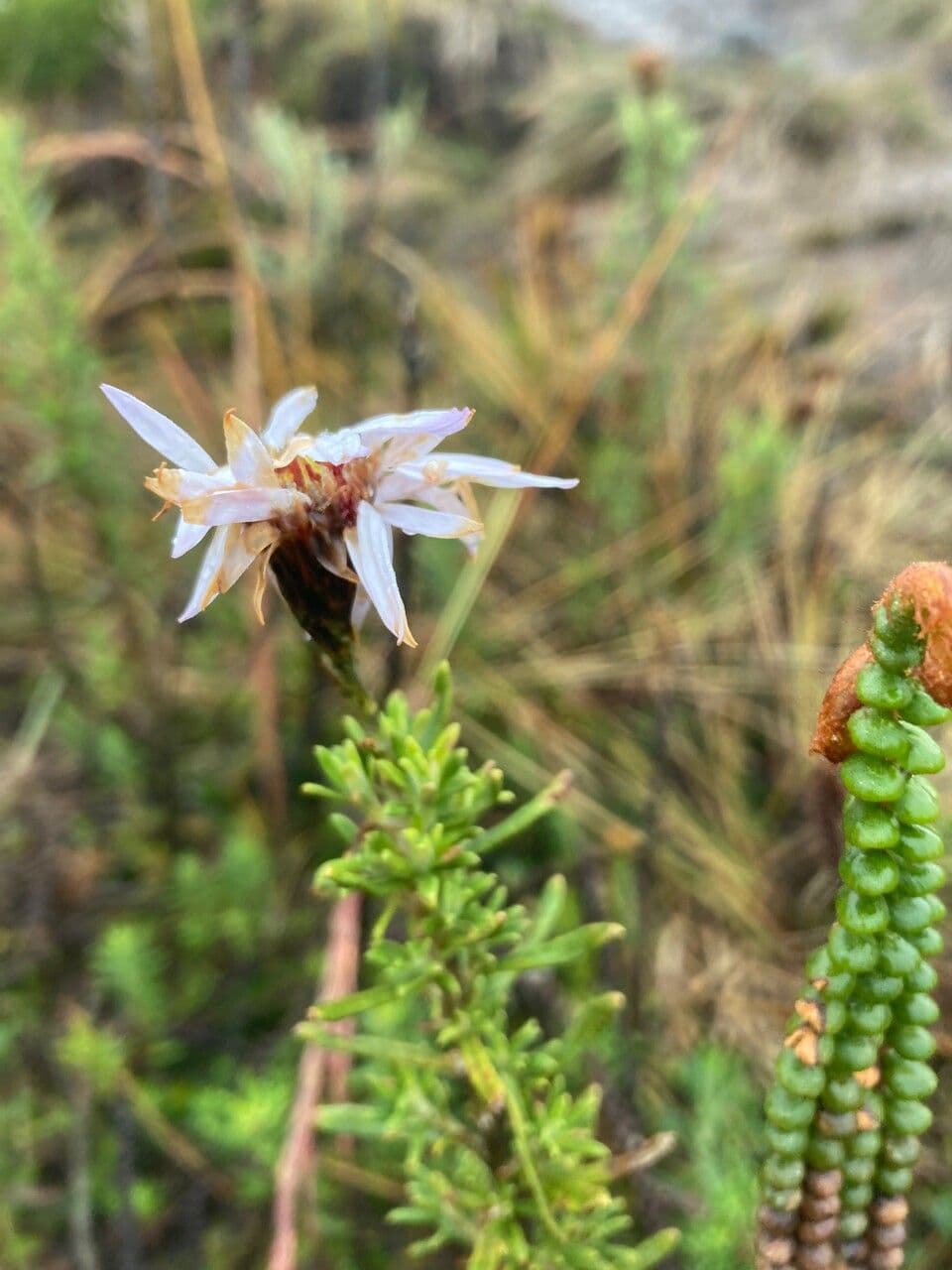 Diplostephium 5