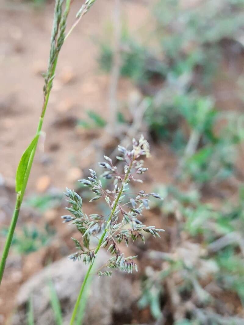 Sporobolus 5