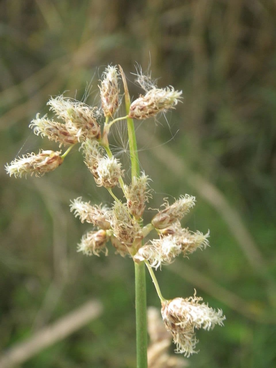 Schoenoplectus litoralis 4