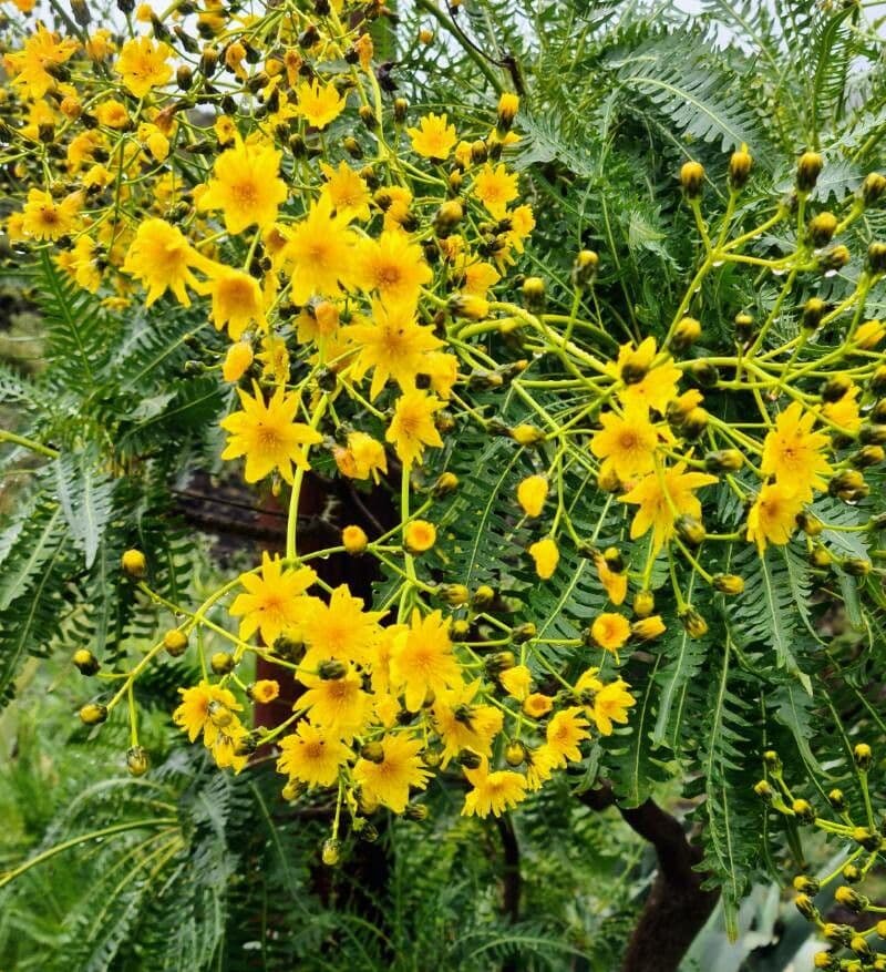 Grespino 5