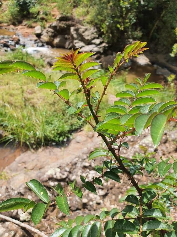 Zanthoxylum 4