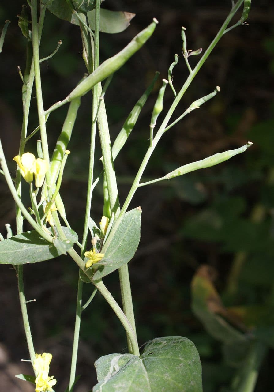 Conringia orientale 17