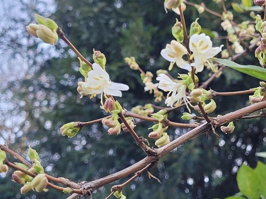 Caprifoglio profumato 24