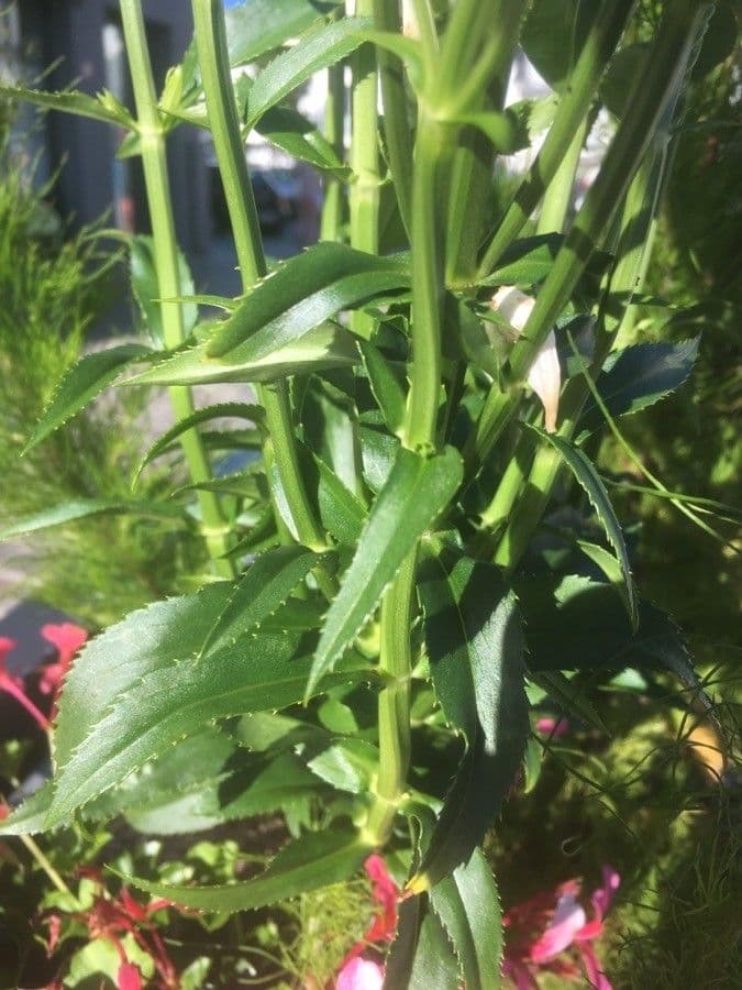 Physostegia virginiana 18