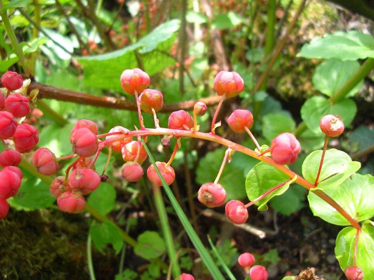Coriaria nepalensis 3