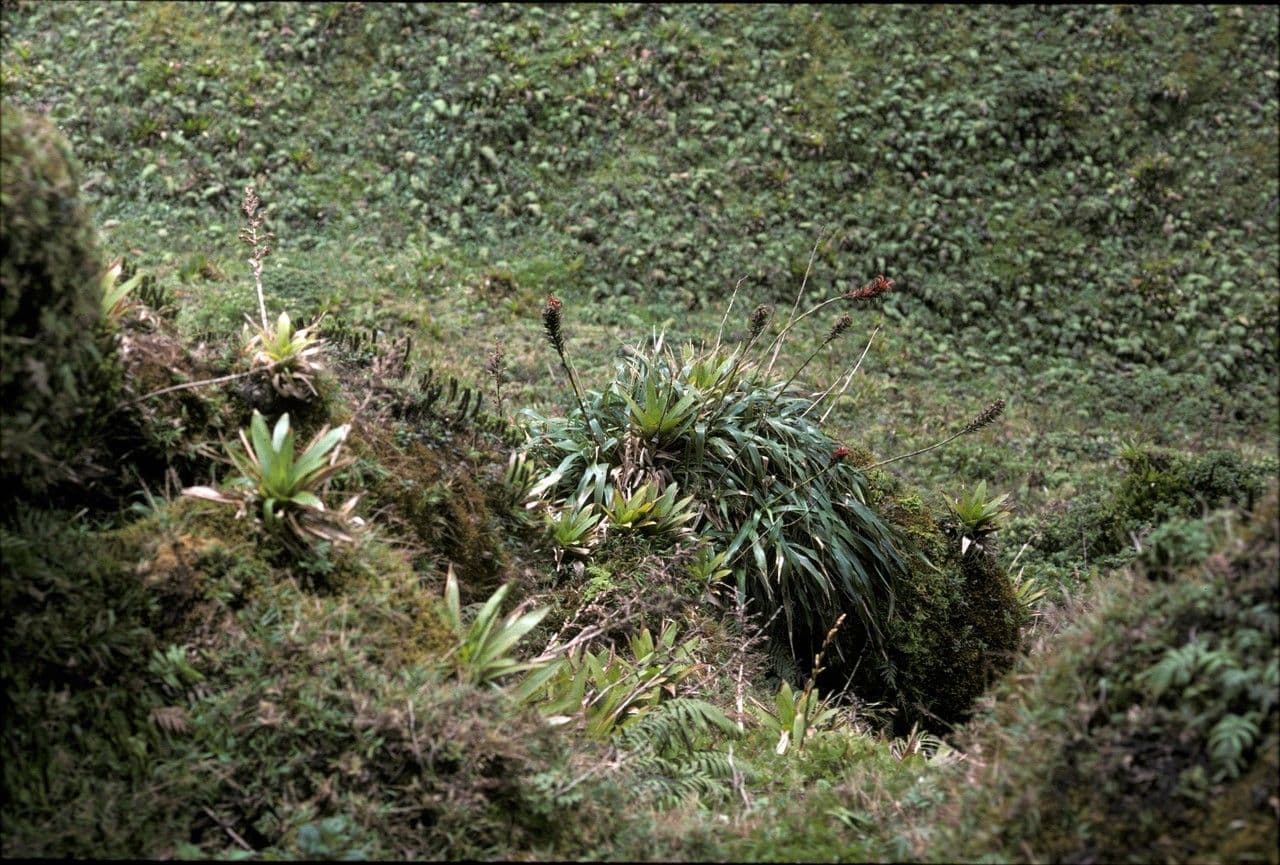 Pitcairnia