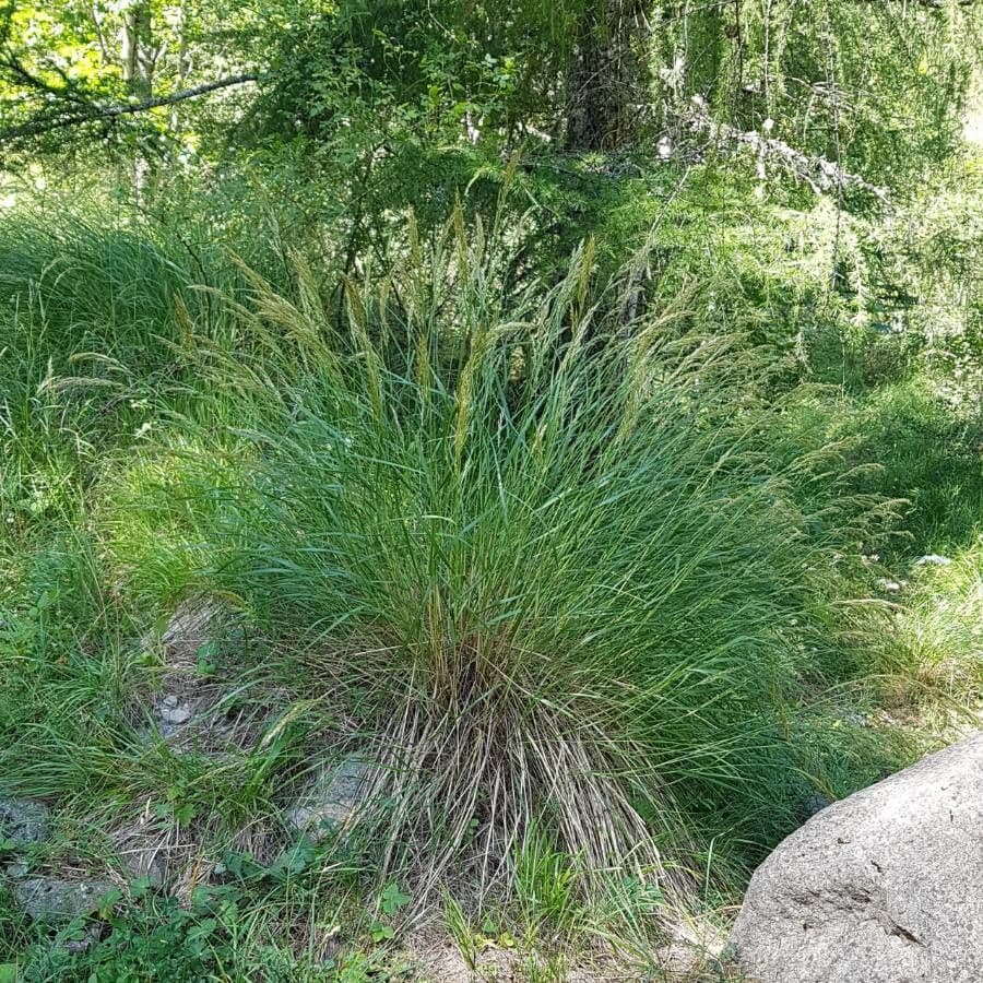 Festuca ovina 20