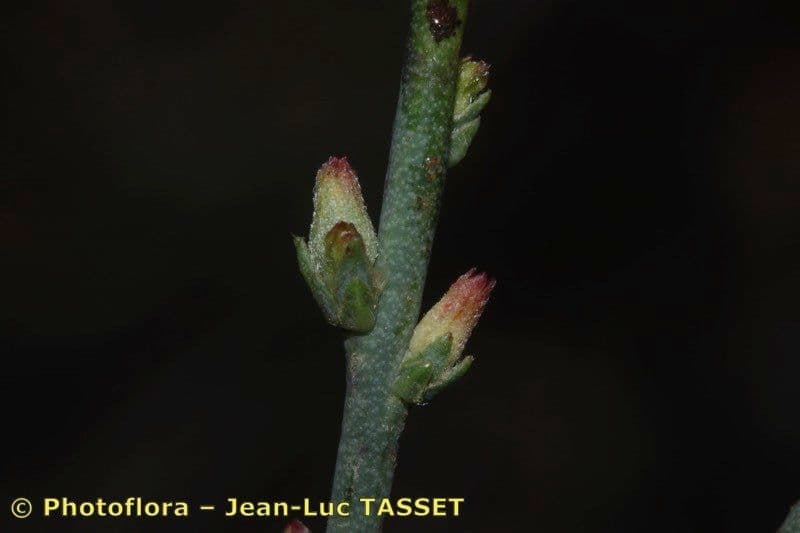 Passerina 5