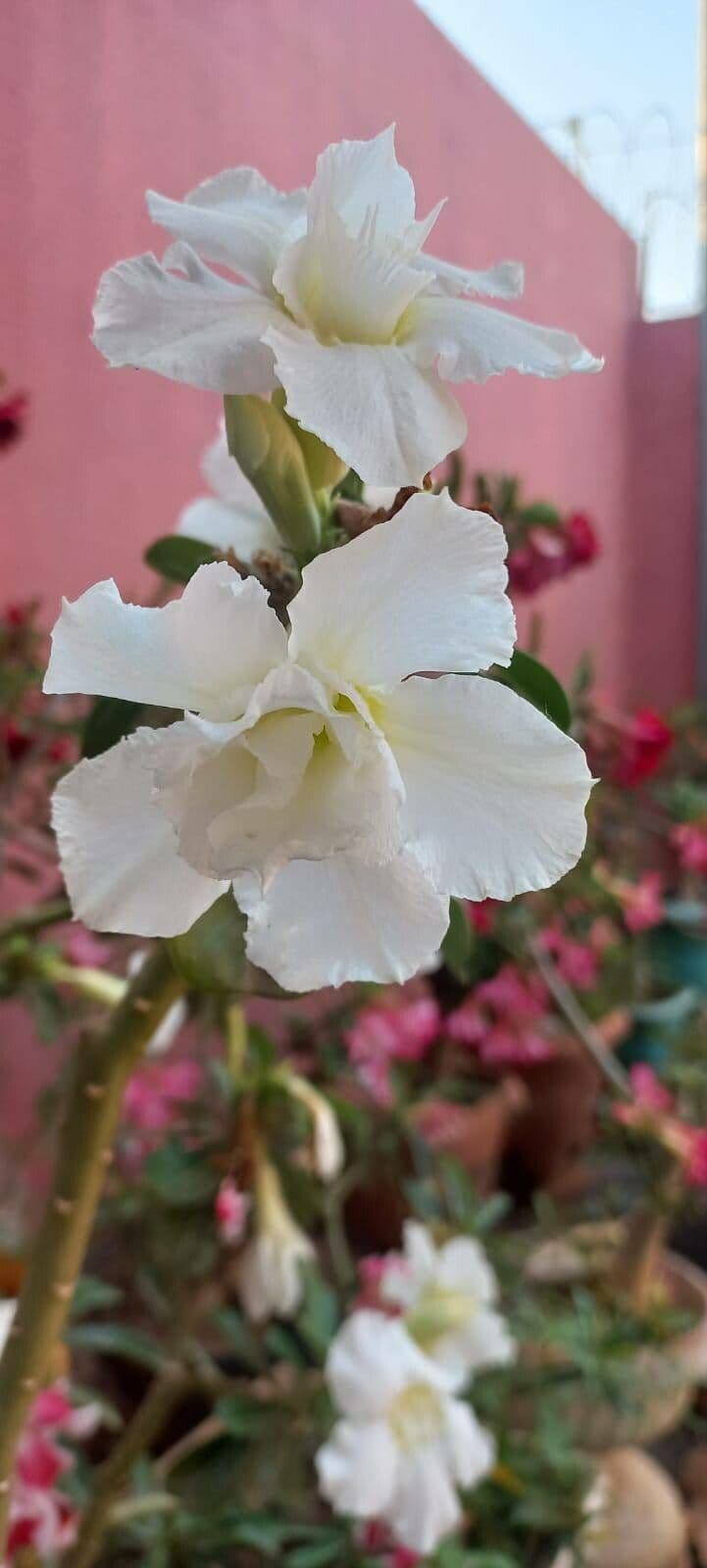 Lilipop impala 9