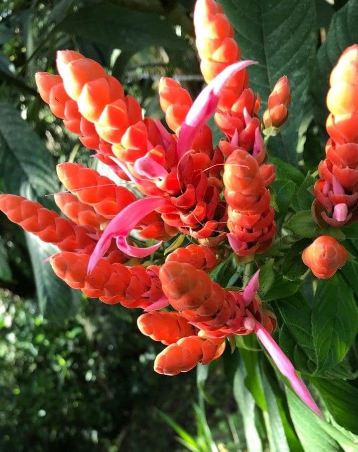 Aphelandra