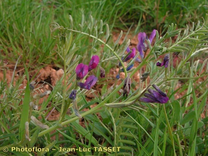 Vesce à une fleur 11