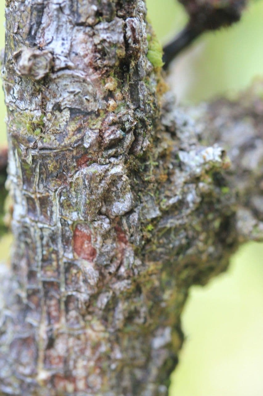 Phyllanthus phillyreifolius 24