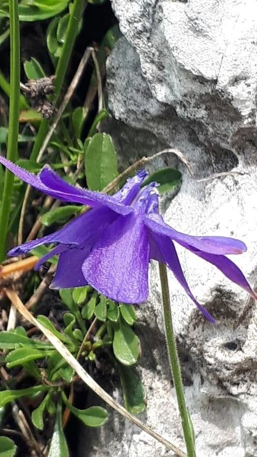 Aquilegia 3