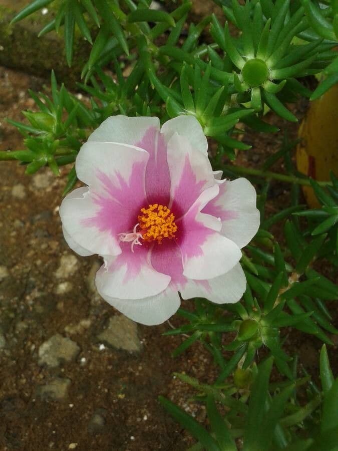 Flor de once horas 7