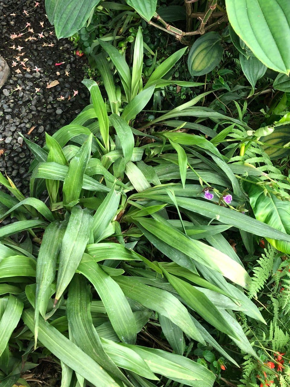 Zygopetalum 6