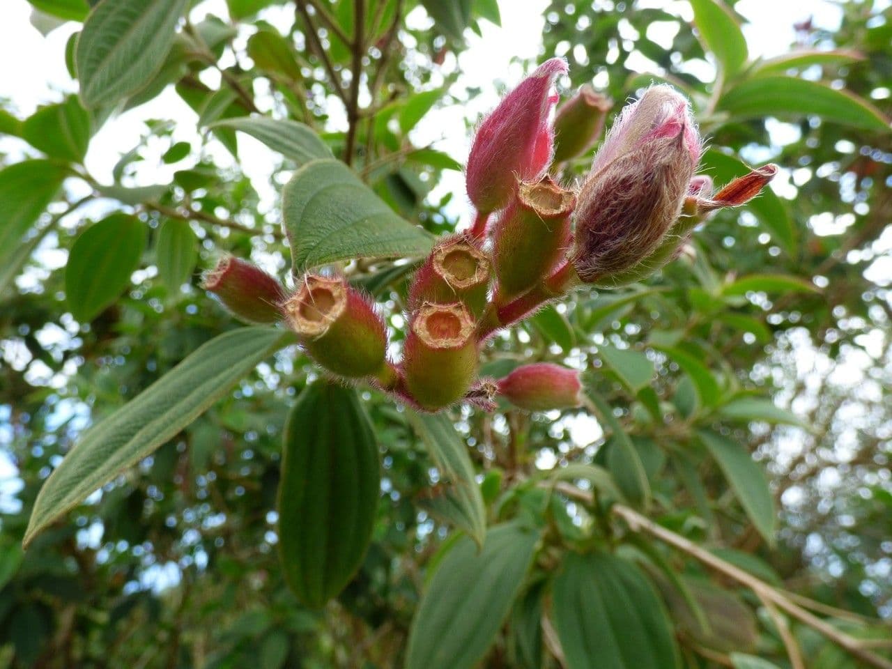 Flor de princesa 4