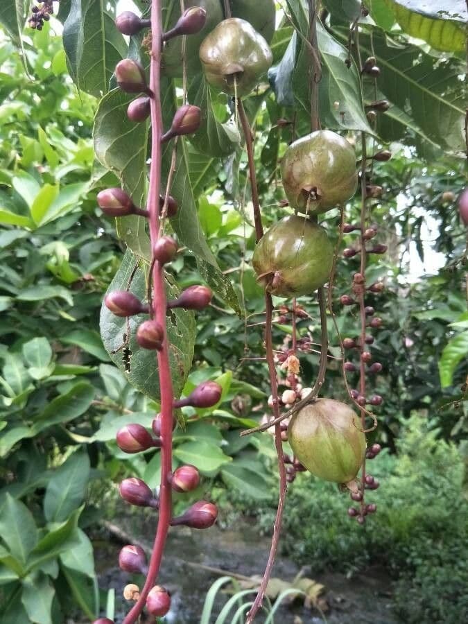 Barringtonia 2