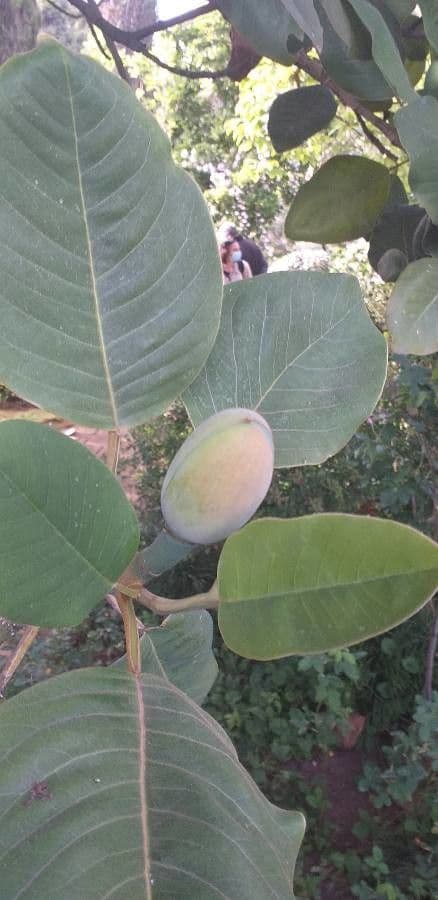 Magnolia 12