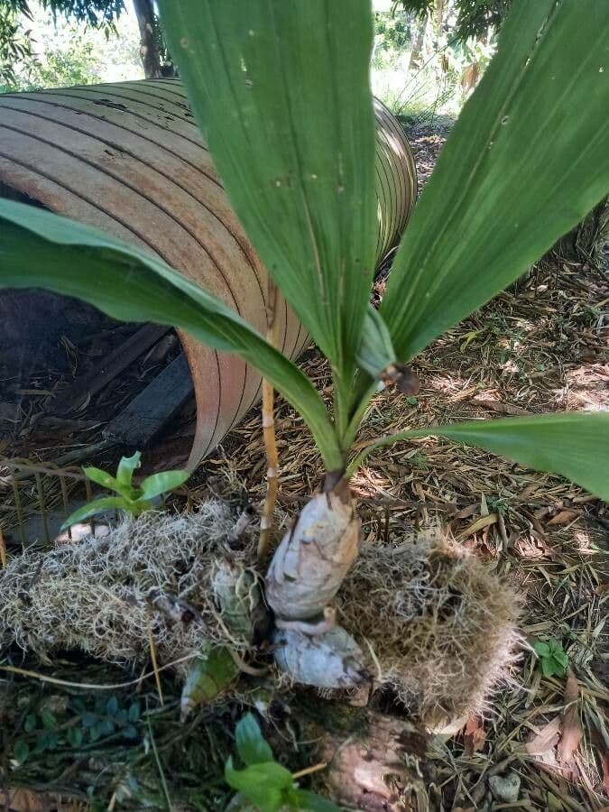 Catasetum maculato 19
