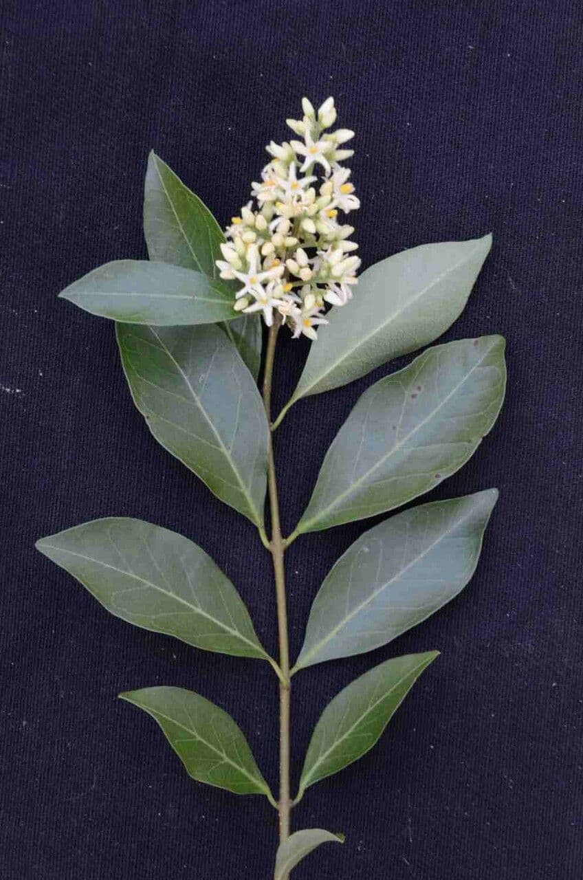 Forsteronia 9