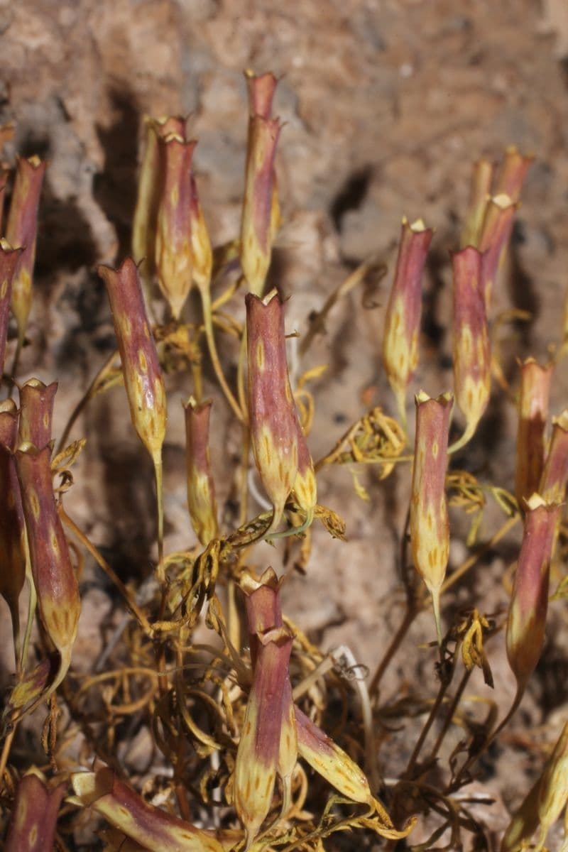 Cempasúchil multiflora