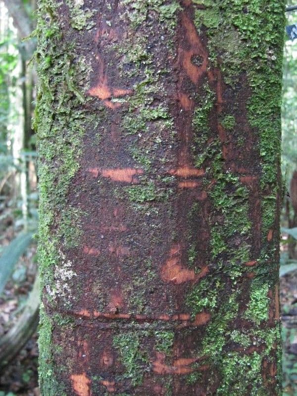 Pouteria 4