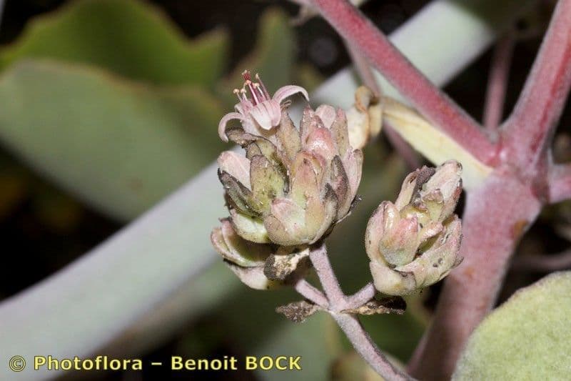 Donkey's ear