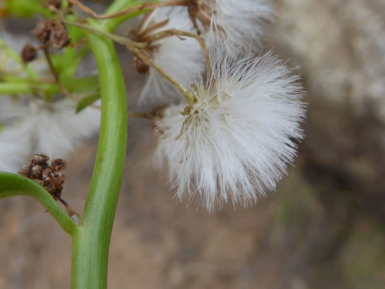 Senecio angulatus 24