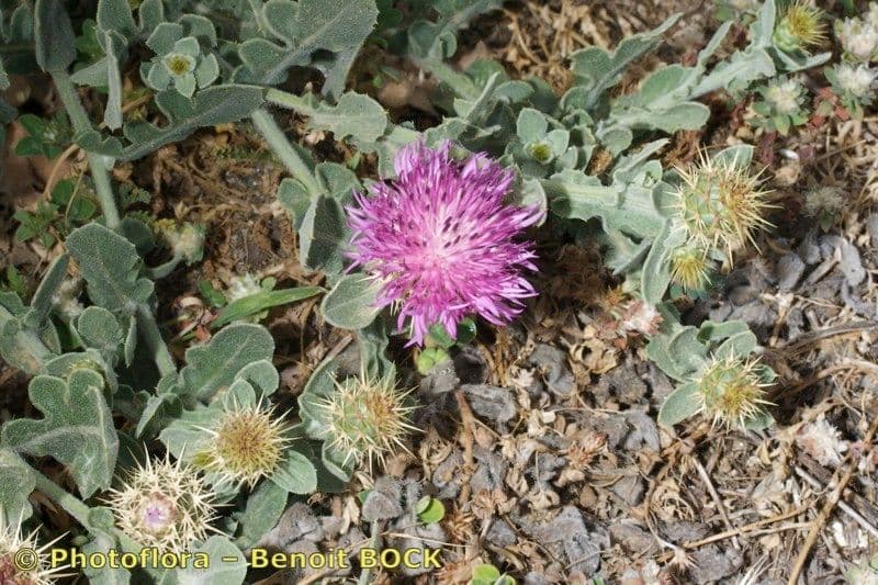 Centaurea 15