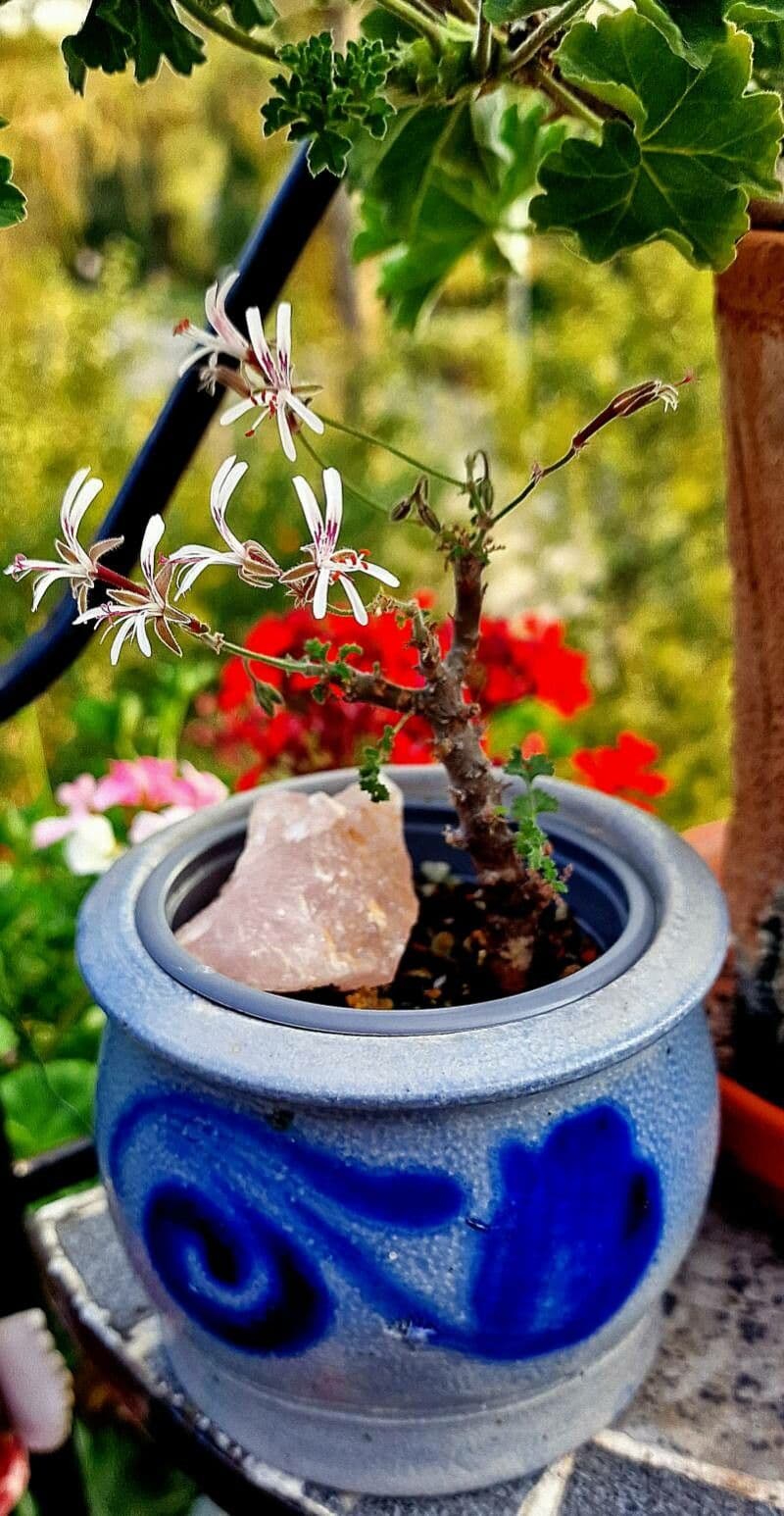 Pelargonio