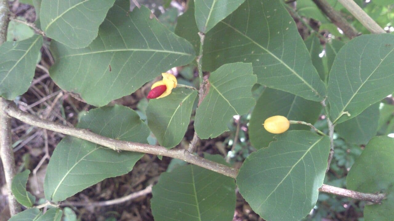 Casearia corymbosa 7