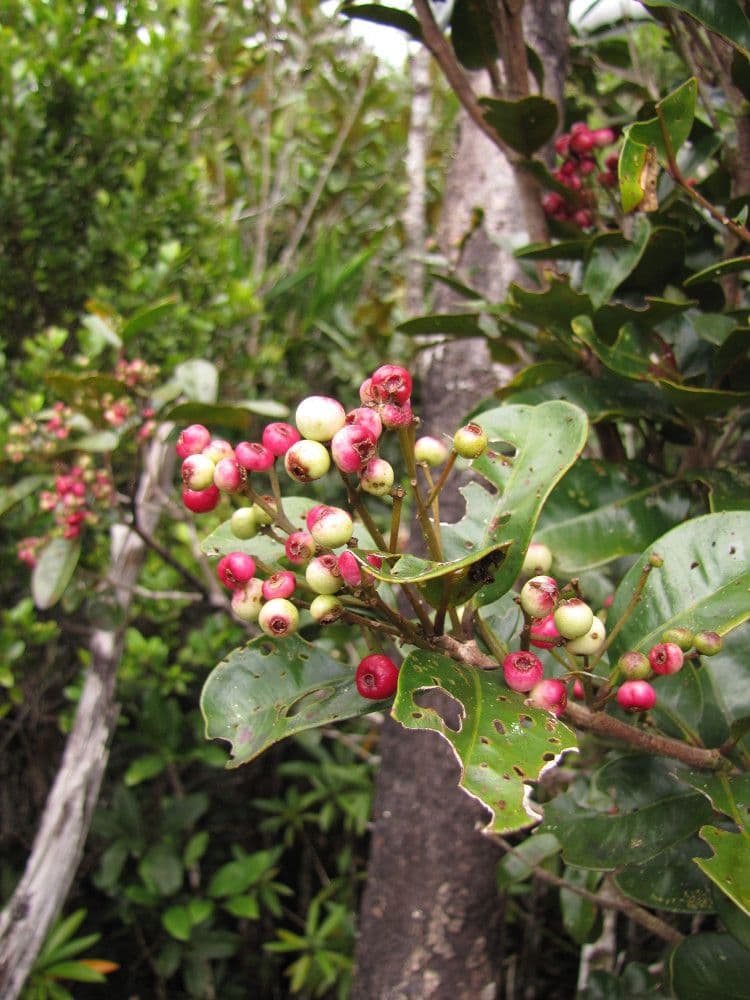 Syzygium