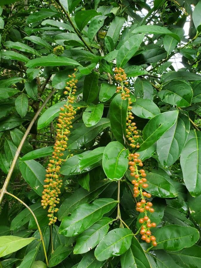 Citharexylum à queue 2