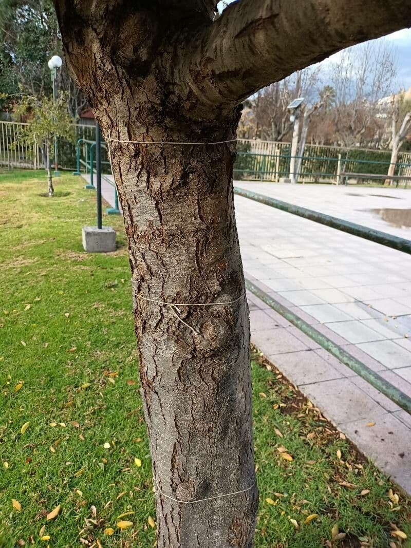Maiglöckchenbaum 19