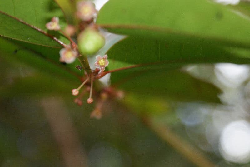 Phyllanthus phillyreifolius 6
