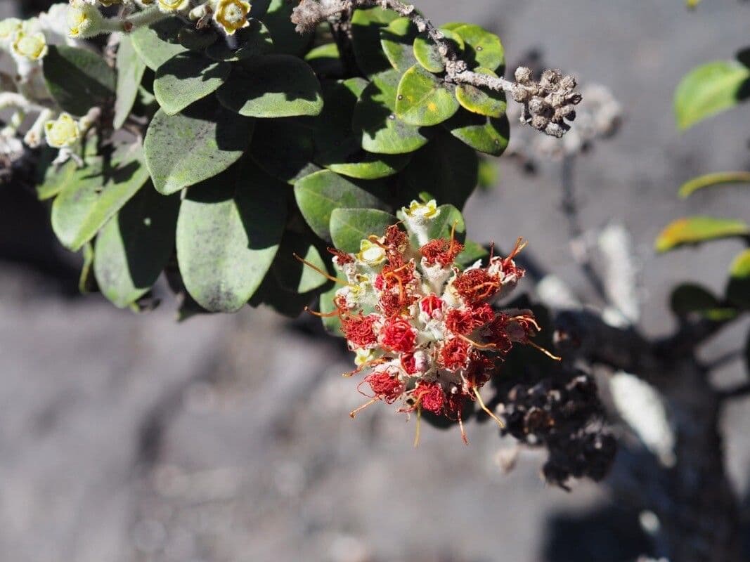 Metrosideros polymorpha 3