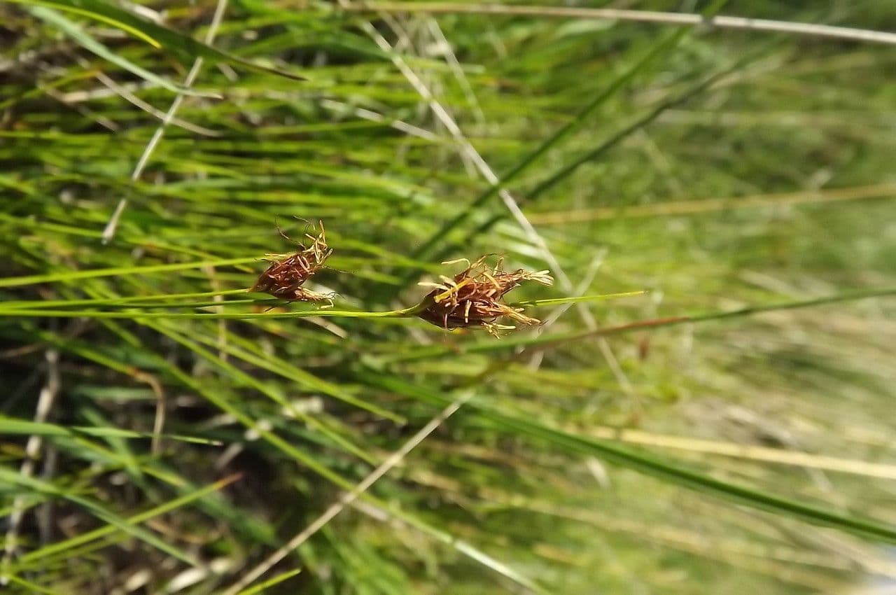 Rincoespora parda 9