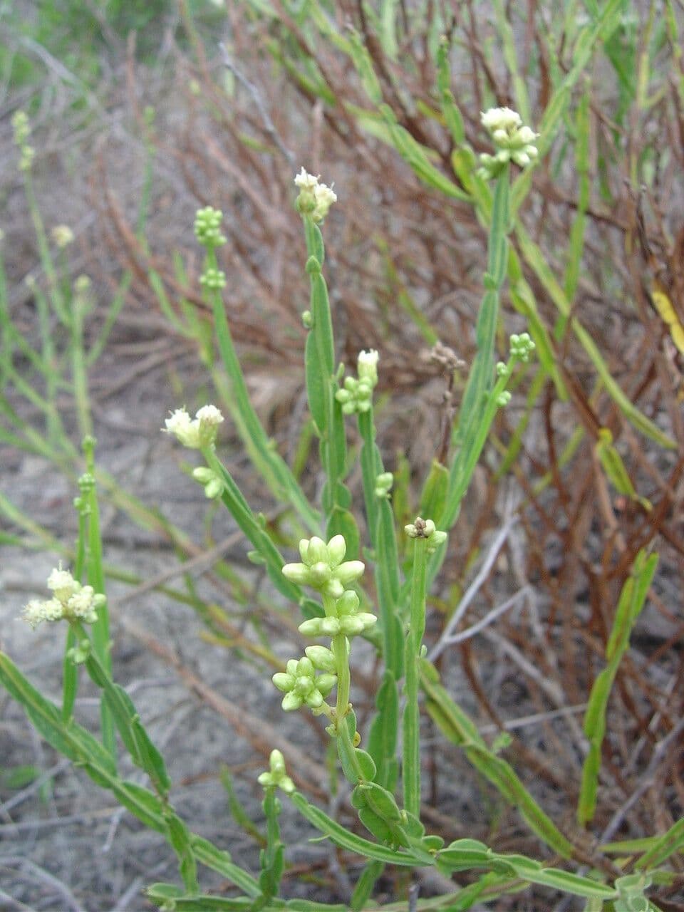 Baccharis 11