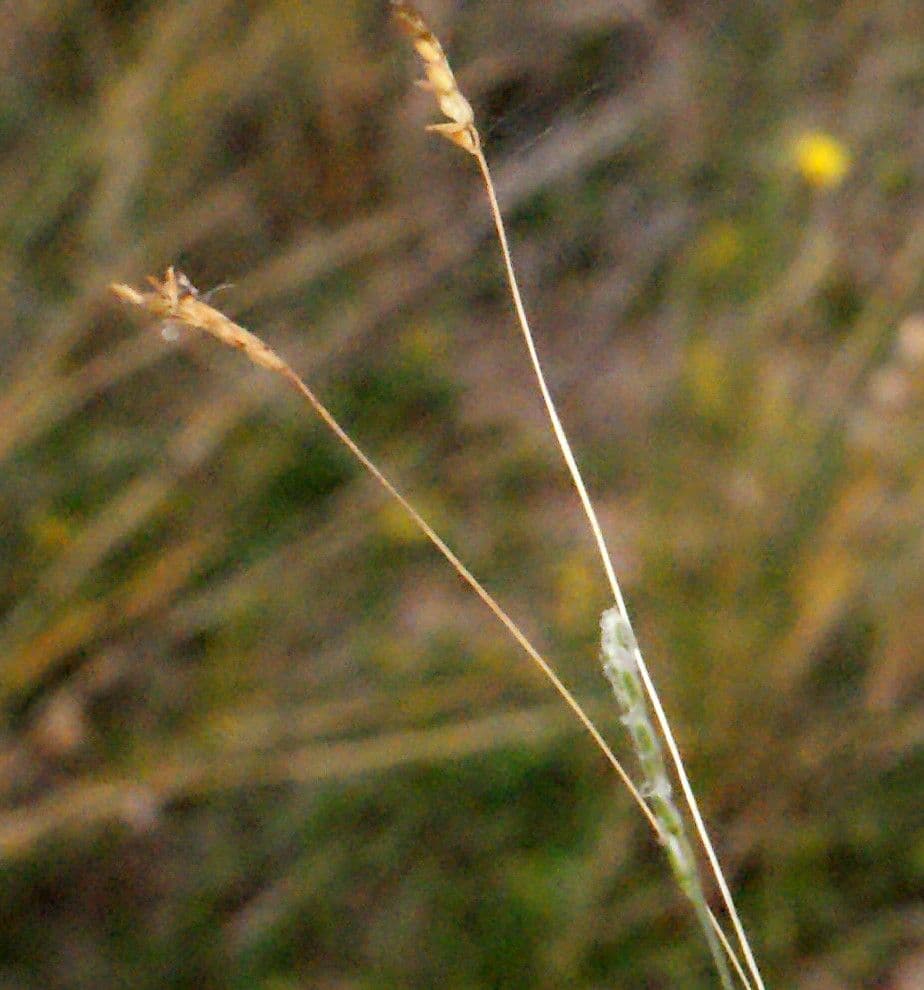 Mibora minima 5