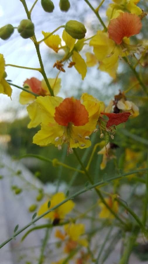 Parkinsonia 9