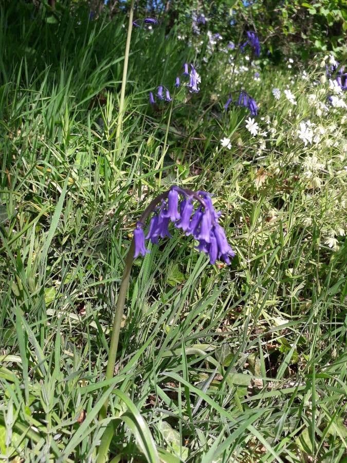 Atlantisches Hasenglöckchen 4