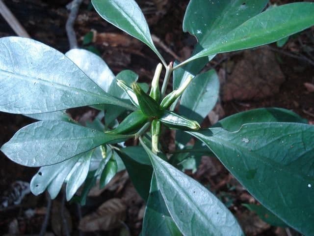 Psychotria 5