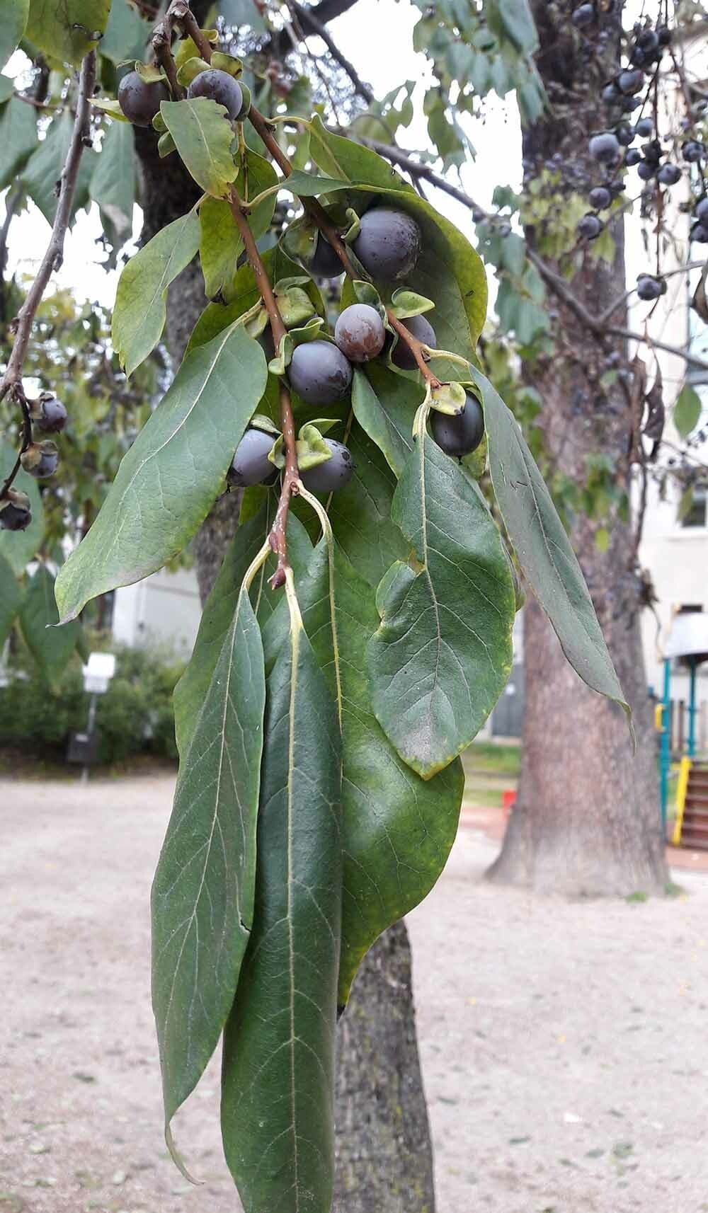 Diospyros 17
