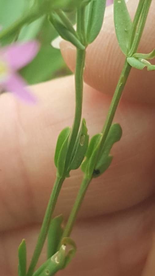 Centaurella tenuiflora 13