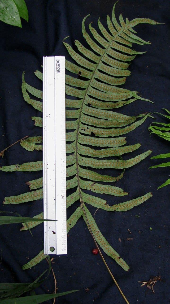 Serpocaulon 3